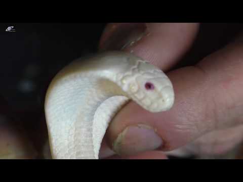 Видео: Кобра альбинос (резьба , рог )