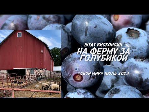 Видео: На ферму за голубикой. 🫐👩‍🌾