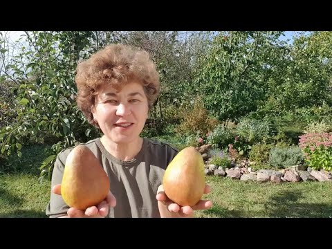 Видео: Груша БРЯНСКАЯ КРАСАВИЦА 2020г.