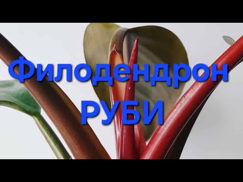 Видео: Филодендрон Руби