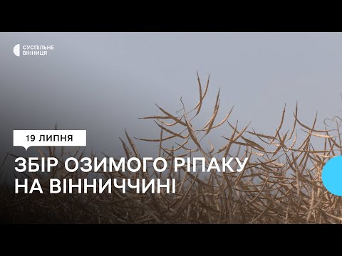 Видео: "Вродив краще, ніж торік": збір озимого ріпаку на Вінниччині