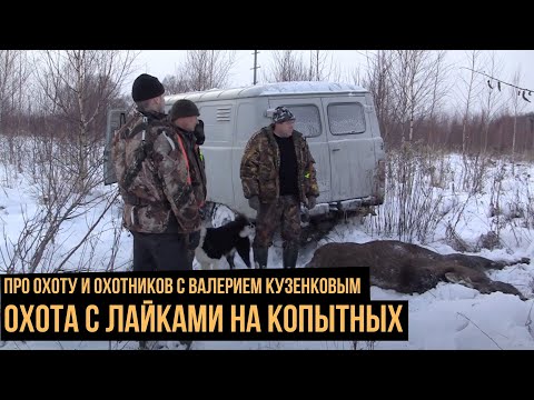 Видео: Охота  с лайками  на копытных / Про охоту и охотников с Валерием Кузенковым. Сезон 1