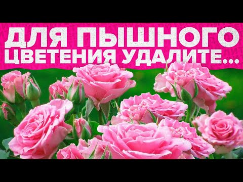 Видео: СРОЧНО УДАЛИТЕ ПЕРВЫЕ БУТОНЫ НА РОЗАХ! ПОЧЕМУ?