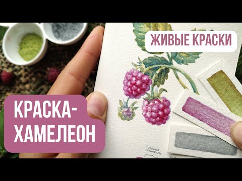 Видео: Рисую малину НАТУРАЛЬНЫМИ красками 🎨| Экологическое искусство | Акварельные краски ручной работы