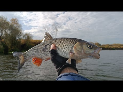Видео: Как ловить голавля поздней осенью