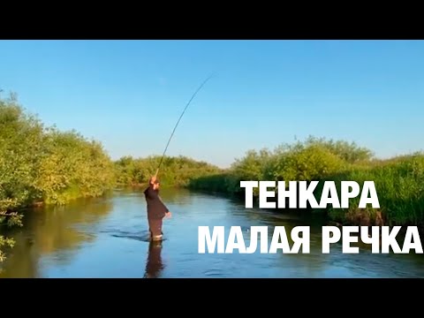 Видео: ТЕНКАРА x ОКУНИ НА МАЛОЙ РЕКЕ #102