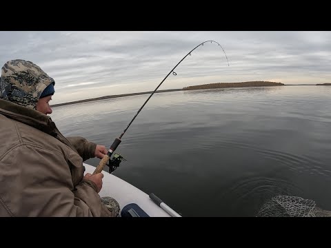 Видео: Осенняя рыбалка на судака. Часть 3.Борисыч в деле.