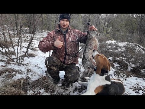 Видео: Охота На Зайца!!! ЭТО ПРЕКРАСНО!!!!
