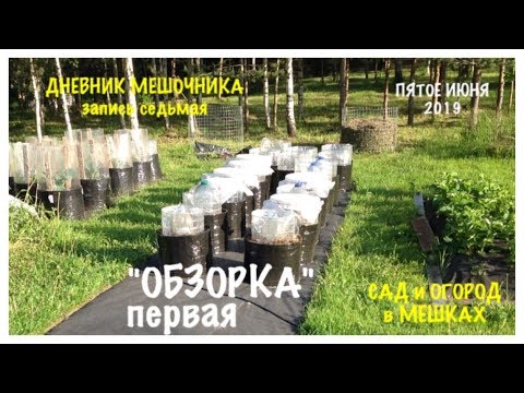 Видео: Мой ОГОРОД в МЕШКАХ. "ОБЗОРКА" первая от 5июня.ДНЕВНИК МЕШОЧНИКА 2019.ЗаписьN7.The GARDEN in BAGS.