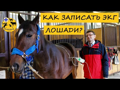 Видео: ЗАПИСЬ ЭКГ У ЛОШАДЕЙ