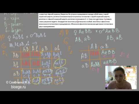 Видео: Решение задач на летальные гены