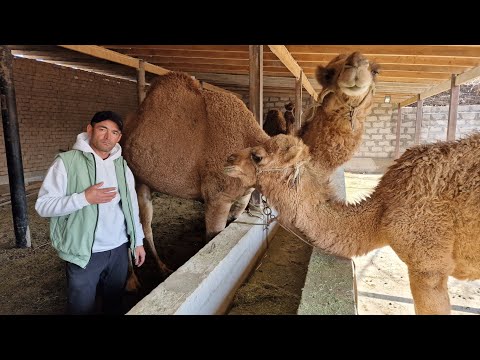 Видео: 🐪 ТУЯ СУТИ НИМА ДАРТГА ДОВОСИ БОР АЗИЗЛАРИМ 🐪🐪🐪