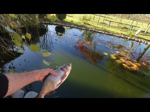 Видео: Запустив товстолобів в ставок. Аерація води