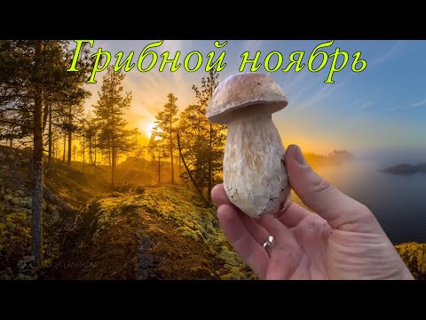 Видео: Грибники на острове. Ноябрь 2023