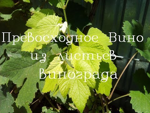 Видео: Вино из листьев винограда полный процесс.Wine from grape leaves.обалденный напиток#шампанское