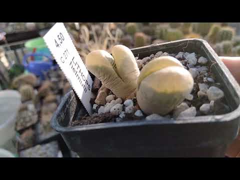 Видео: Кактусы и литопсы.Коллекция,уход,полив.Cacteen.Lithops.