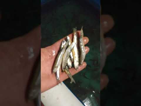 Видео: как уменьшить каннибализм малька клариевого сома мои наблюдения. может кому то пригодится.