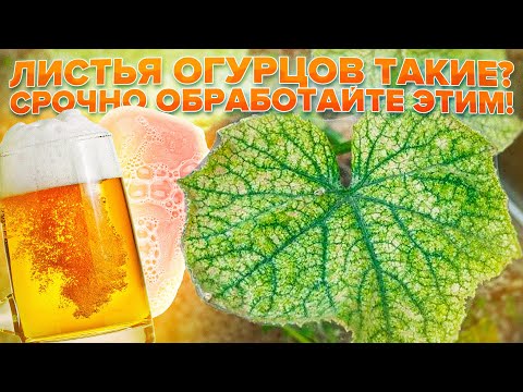 Видео: ПАУТИННЫЙ КЛЕЩ НА ОГУРЦАХ. ОБРАБОТАЙТЕ ОГУРЧИКИ СРОЧНО ЭТИМ! ТОП СРЕДСТВ ОТ ПАУТИННОГО КЛЕЩА