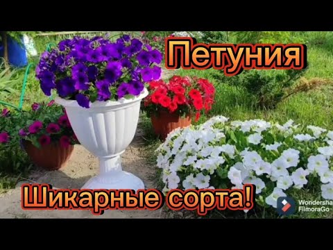 Видео: Шикарная ампельная петуния!Сорта с цветением!Уход.Опера и Джоконда.Объём горшка для каждой серии.