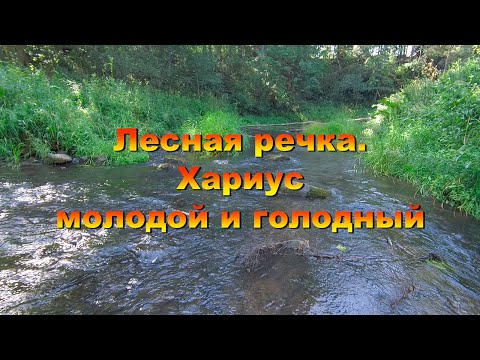 Видео: Лесная речка. Хариус молодой и голодный