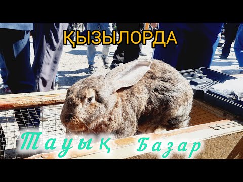 Видео: Қызылорда тауық базары жануарлар бағалары. 28.04.2024.