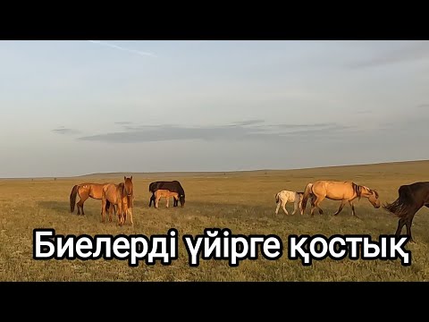 Видео: Ембі ден келген биелер құлындады.