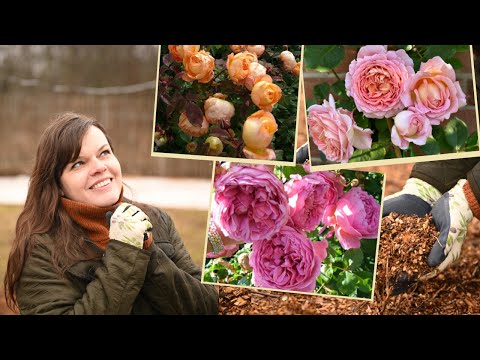 Видео: Готовлю сад к посадке 100 роз без перекапывания и прополки!