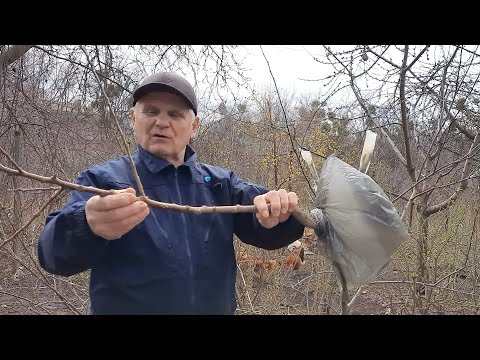 Видео: Методы увеличения ассортимента фруктов и ягод на маленьком участке