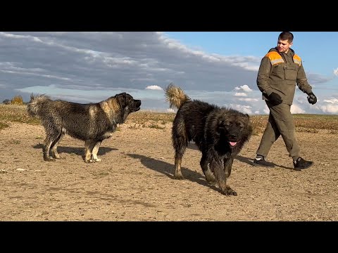 Видео: Огромные Кавказские овчарки Рута и Гризли