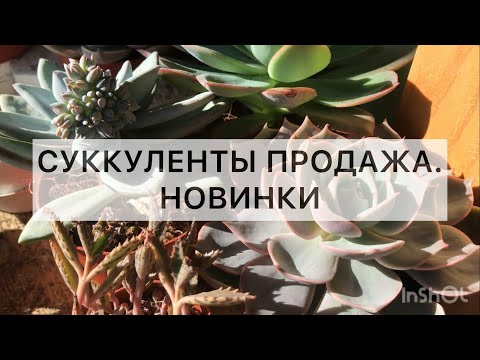 Видео: Продажа суккулентов. Новый привоз. Сентябрь 2022