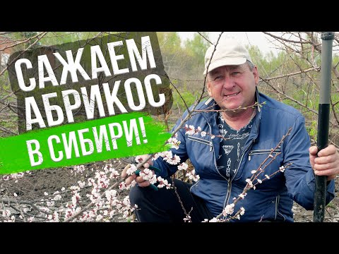 Видео: Как посадить абрикос в Сибири. Проверенный способ от Сергея Полякова