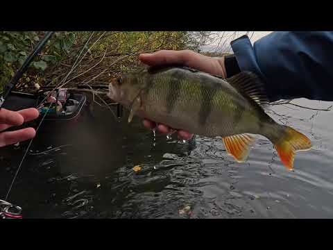 Видео: Ловля осіннього окуня на джиг.