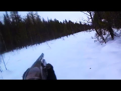 Видео: ОДНИМ ВЫСТРЕЛОМ- ТРЕХ ЗАЙЦЕВ!