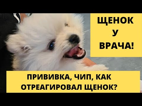 Видео: Щенок шпица в ветеринарной клинике. Чип, вакцина и паспорт. Как щенок отреагировал на ветеринара?