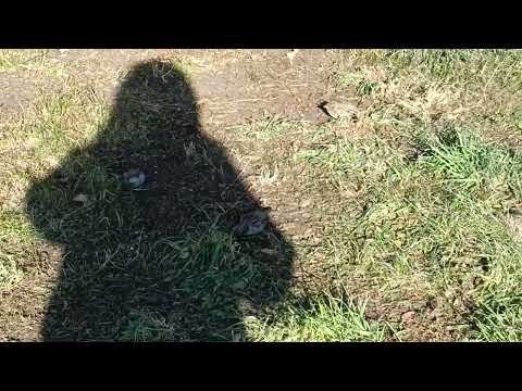 Видео: #прогулка,#Красноярск,#воробьи,#елки,#БКЗ, #октябрь2025 