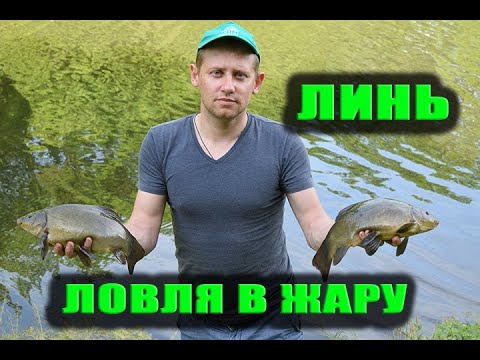 Видео: Линь. Царская рыба. Ловля Линя в Жару.