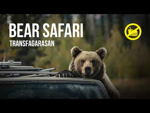 Видео: Настоящее сафари (с медведями) в Карпатах!