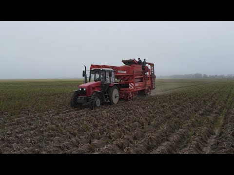 Видео: Уборка картофеля 2021. Такого урожая еще не было!!!