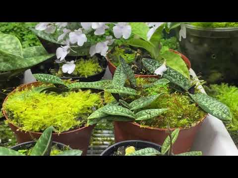 Видео: Моя орхидейная тепличка !!! Лжеорхидариум 😍😍