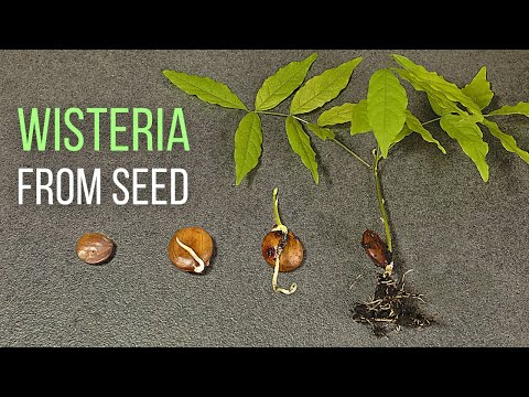 Видео: Как вырастить глицинию из семян