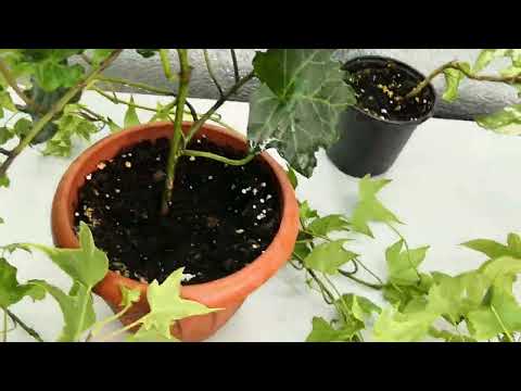 Видео: Плющ - Хедера. Маленькие хитрости в выращивании 🤔🍀🌿😉☘️#комнатныерастения #плющ #комнатныецветы