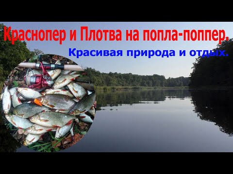 Видео: Краснопер и Плотва на попла-поппер. Лесное озеро. Красивая природа и отдых.