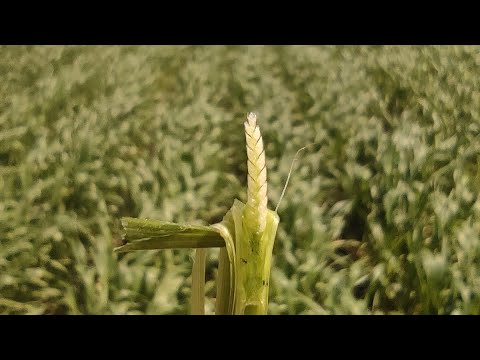 Видео: Гербицидная защита зерновых против двудольных сорняков