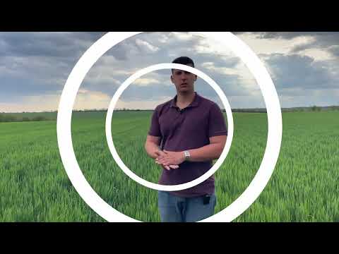 Видео: Хаотичність- це не завжди погано. Реакція рослин на стреси. Стан пшениці про різних способах висіву!
