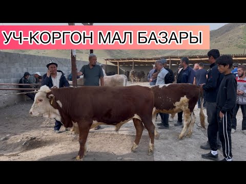 Видео: Уч-Коргон мал базары НАРКТАР КАНДАЙ БОЛТАТ 9-Май