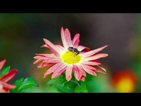 Видео: Осенние цветы...