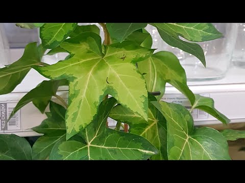 Видео: Огроменная уценка в Гринвилле, Новосибирск. Продолжение, часть 2.