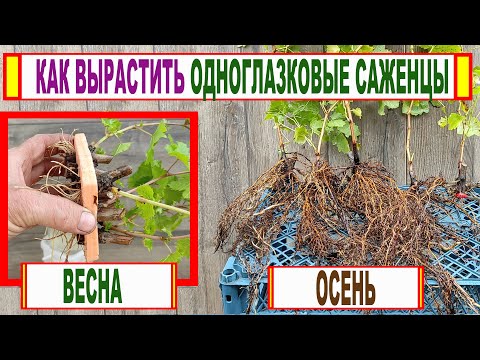 Видео: 🍇 Не выбрасывайте ОДНОГЛАЗКОВЫЕ ЧЕРЕНКИ ВИНОГРАДА!  Вот как можно вырастить ПОЛНОЦЕННЫЕ САЖЕНЦЫ!