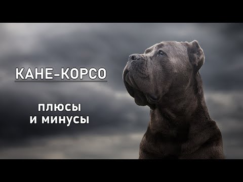 Видео: КАНЕ КОРСО. Плюсы и минусы породы итальянский мастиф CANE CORSO