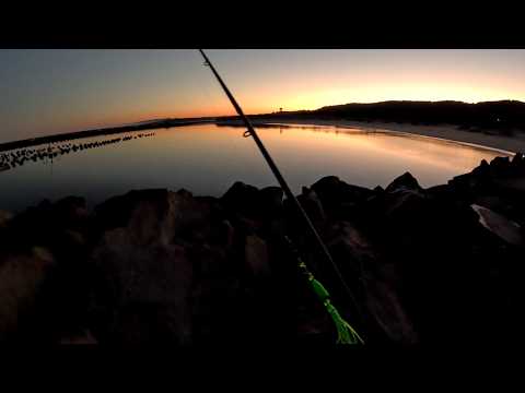 Видео: Борьба с птицами, лодками и тюленями за лосося у причала